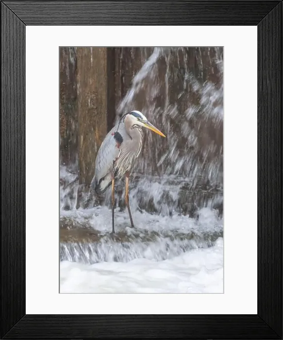 Framed Print : Great Blue Heron (Ardea herodias) hunting in a waterfall. Chesapeake and Ohio National Historical Park. Maryland. USA Framed Print : Great Blue Heron (Ardea herodias) hunting in a waterfall. Chesapeake and Ohio National Historical Park. Maryland. USA
