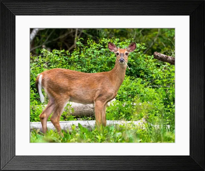 Framed Print : A whitetail buck deer beginning to grow it's antlers in a field in the woods in Tidioute Framed Print : A whitetail buck deer beginning to grow it's antlers in a field in the woods in Tidioute