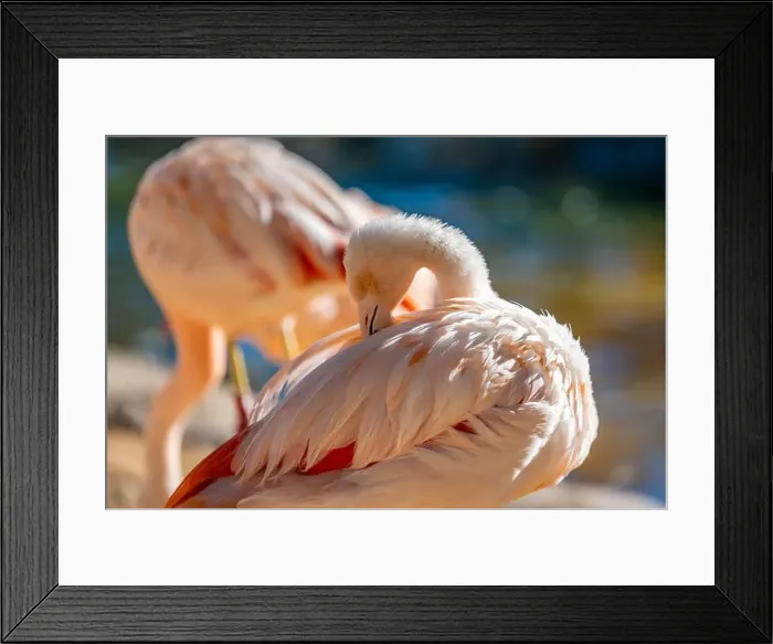 Framed Print : A group of Chilean Flamingoes in Tucson, Arizona Framed Print : A group of Chilean Flamingoes in Tucson, Arizona