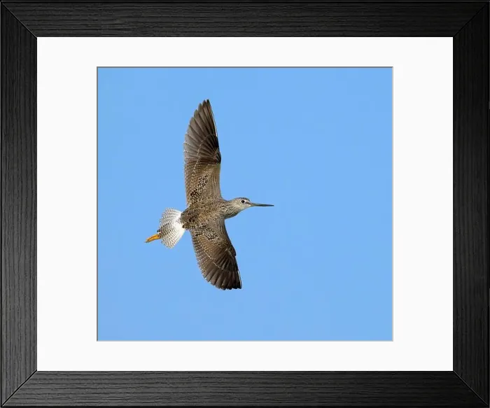 Framed Print : Lesser yellowlegs (Tringa flavipes) flying in blue sky during spring migration, Galveston, Texas, USA Framed Print : Lesser yellowlegs (Tringa flavipes) flying in blue sky during spring migration, Galveston, Texas, USA