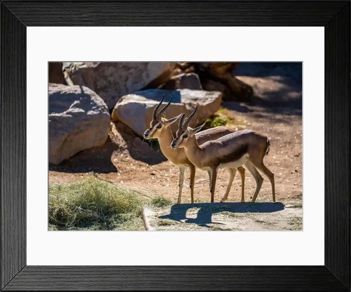 Framed Print : A Speke Gazelle in Tucson, Arizona Framed Print : A Speke Gazelle in Tucson, Arizona