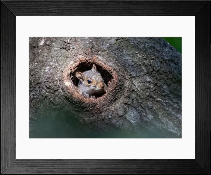 Framed Print : Eastern Gray Squirrel (Sciurus carolinensis) baby peeking out of hole in tree trunk - Brevard, North Carolina, USA Framed Print : Eastern Gray Squirrel (Sciurus carolinensis) baby peeking out of hole in tree trunk - Brevard, North Carolina, USA