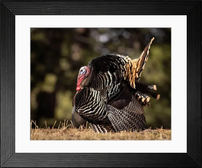 Framed Print : Merriam's tom turkey - Meleagris gallopavo - in full strut Colorado, USA Framed Print : Merriam's tom turkey - Meleagris gallopavo - in full strut Colorado, USA
