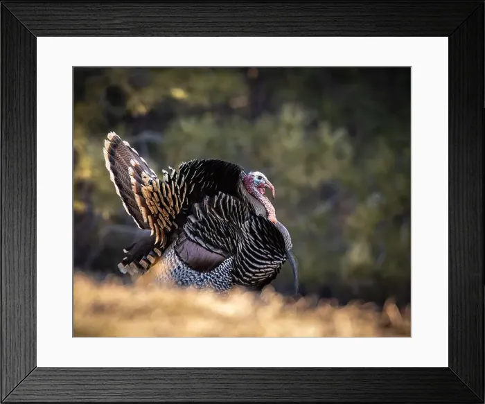 Framed Print : Merriam's tom turkey - Meleagris gallopavo - in full strut Colorado, USA Framed Print : Merriam's tom turkey - Meleagris gallopavo - in full strut Colorado, USA