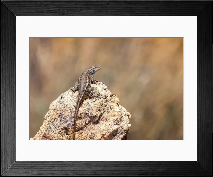 Framed Print : Close up of a Western Fence Lizard with blue irridescent throat Framed Print : Close up of a Western Fence Lizard with blue irridescent throat