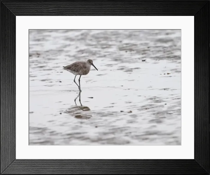 Framed Print : Willet (Tringa semipalmata) is walking through a beach and looking for a food on the Galveston's Island, Texas, USA Framed Print : Willet (Tringa semipalmata) is walking through a beach and looking for a food on the Galveston's Island, Texas, USA