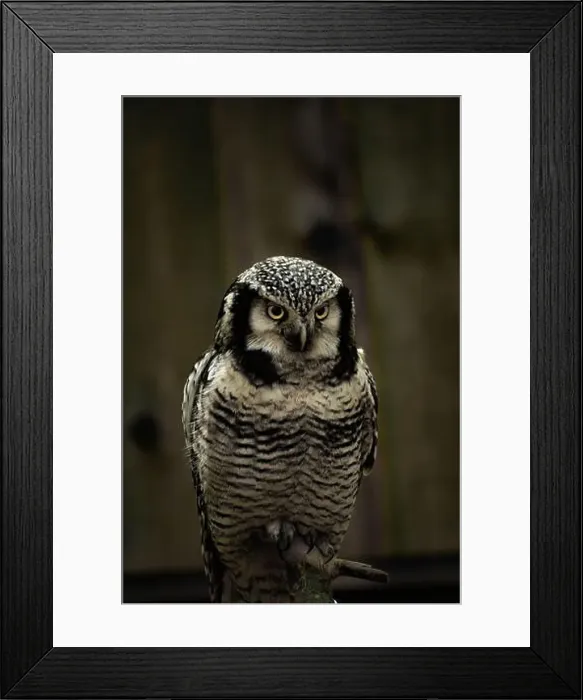 Framed Print : Northern hawk-owl (Surnia ulula). searching for food Framed Print : Northern hawk-owl (Surnia ulula). searching for food