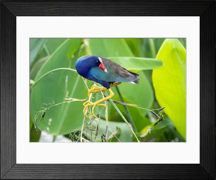 Framed Print : Purple Gallinule (Porphyrio martinica) - Wakodahatchee Wetlands, Delray Beach, Florida, USA Framed Print : Purple Gallinule (Porphyrio martinica) - Wakodahatchee Wetlands, Delray Beach, Florida, USA