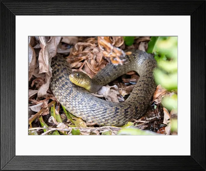 Framed Print : Florida Green Watersnake (Nerodia floridana) - Wakodahatchee Wetlands, Delray Beach, Florida, USA Framed Print : Florida Green Watersnake (Nerodia floridana) - Wakodahatchee Wetlands, Delray Beach, Florida, USA