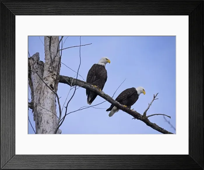 Framed Print : A pair of adult bald eagles (Haliaeetus leucocephalus) overlooking the Kootenai River in winter Framed Print : A pair of adult bald eagles (Haliaeetus leucocephalus) overlooking the Kootenai River in winter