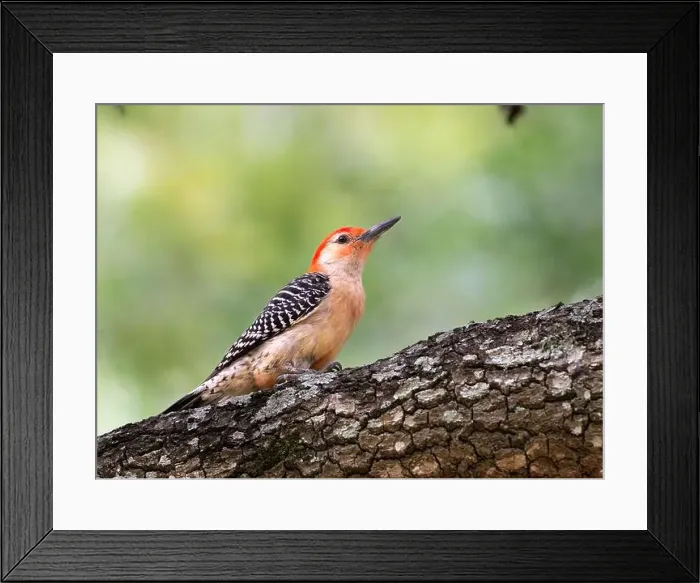 Framed Print : Red-bellied woodpecker (Melanerpes carolinus) looking for food over tree at Hermann Park, Houston, Texas, USA Framed Print : Red-bellied woodpecker (Melanerpes carolinus) looking for food over tree at Hermann Park, Houston, Texas, USA