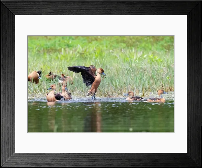 Framed Print : The fulvous whistling ducks (Dendrocygna bicolor), Lafitte's Cove, Texas, USA