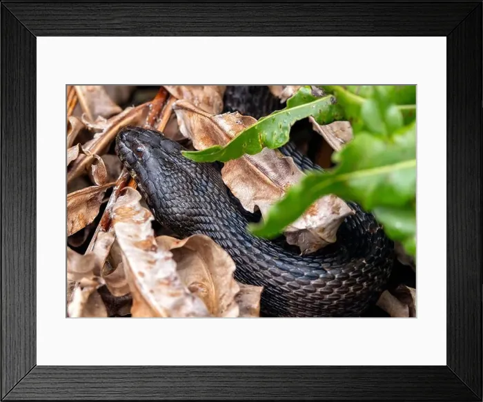 Framed Print : Southern Watersnake (Nerodia fasciata) - Wakodahatchee Wetlands, Delray Beach, Florida, USA Framed Print : Southern Watersnake (Nerodia fasciata) - Wakodahatchee Wetlands, Delray Beach, Florida, USA