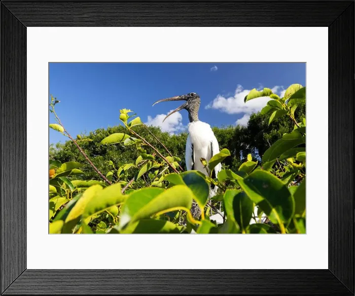 Framed Print : Wood stork (Mycteria americana) - Wakodahatchee Wetlands, Delray Beach, Florida, USA Framed Print : Wood stork (Mycteria americana) - Wakodahatchee Wetlands, Delray Beach, Florida, USA