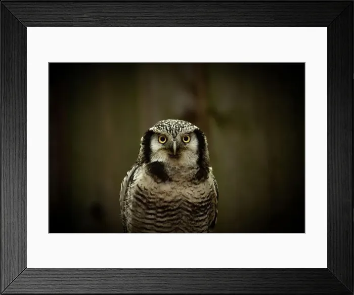 Framed Print : Northern hawk-owl (Surnia ulula). Looking to you Framed Print : Northern hawk-owl (Surnia ulula). Looking to you