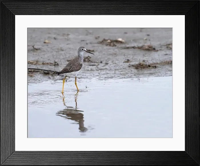 Framed Print : Lesser Yellowlegs (Tringa flavipes) feeding on a shallow water, Galveston, TX, USA Framed Print : Lesser Yellowlegs (Tringa flavipes) feeding on a shallow water, Galveston, TX, USA