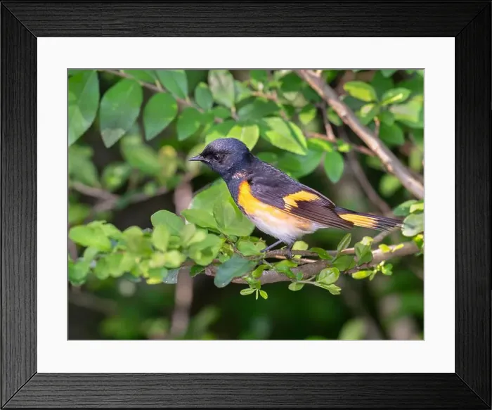 Framed Print : The American redstart (Setophaga ruticilla), Galveston, Texas, USA Framed Print : The American redstart (Setophaga ruticilla), Galveston, Texas, USA