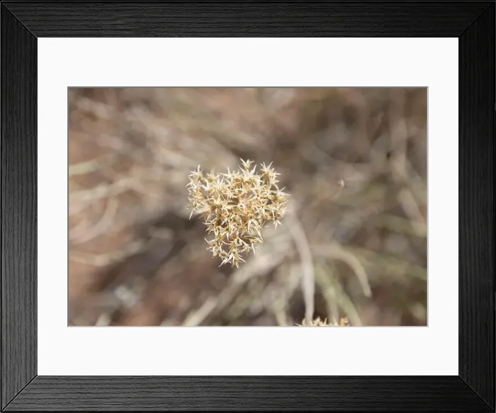 Framed Print : Nature's Dried Artistry: A Close-Up of Desert Flora Framed Print : Nature's Dried Artistry: A Close-Up of Desert Flora