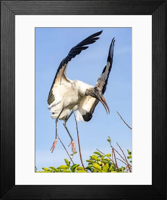 Framed Print : Wood stork (Mycteria americana) landing - Wakodahatchee Wetlands, Delray Beach, Florida, USA Framed Print : Wood stork (Mycteria americana) landing - Wakodahatchee Wetlands, Delray Beach, Florida, USA