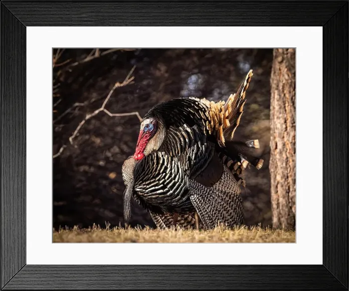 Framed Print : Merriam's tom turkey - Meleagris gallopavo - in full strut Colorado, USA Framed Print : Merriam's tom turkey - Meleagris gallopavo - in full strut Colorado, USA