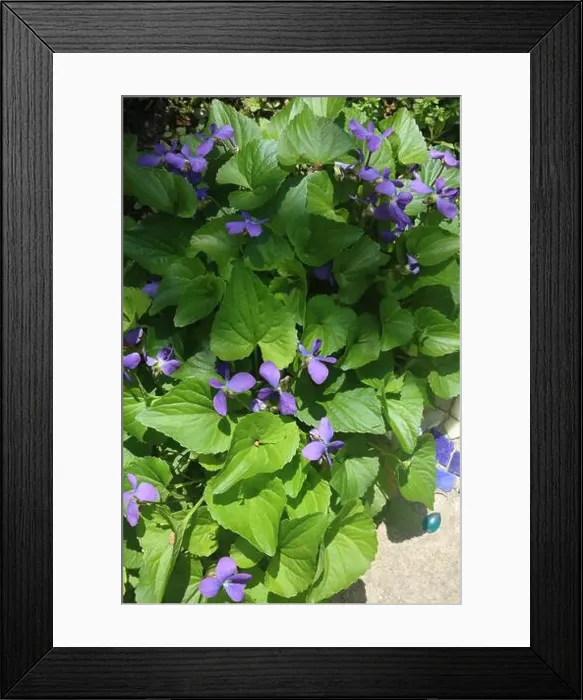 Framed Print : Looking down at Comm Blue Violet flowers in dappled sunlight, the spring, in Trevor, Wisconsin, USA Framed Print : Looking down at Comm Blue Violet flowers in dappled sunlight, the spring, in Trevor, Wisconsin, USA