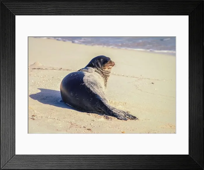 Framed Print : Hawaiian Monk Seal (Neomonachus schauinslandi) on Tern Island in the Hawaiian Islands National Wildlife Refuge Framed Print : Hawaiian Monk Seal (Neomonachus schauinslandi) on Tern Island in the Hawaiian Islands National Wildlife Refuge