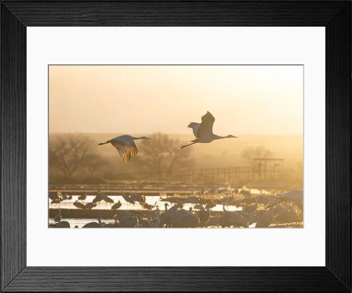Framed Print : Serenity of nature's golden glow on Sandhill Cranes in dawn flight over wild birds in lagoons of Bernardo Wildlife Area Framed Print : Serenity of nature's golden glow on Sandhill Cranes in dawn flight over wild birds in lagoons of Bernardo Wildlife Area