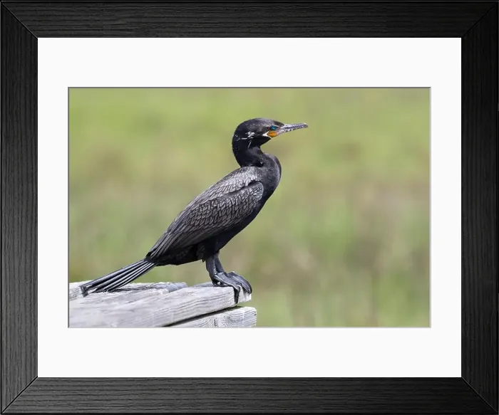 Framed Print : Neotropic Cormorant (Phalacrocorax brasilianus) in breeding plumage at Port of Galveston, Texas Framed Print : Neotropic Cormorant (Phalacrocorax brasilianus) in breeding plumage at Port of Galveston, Texas