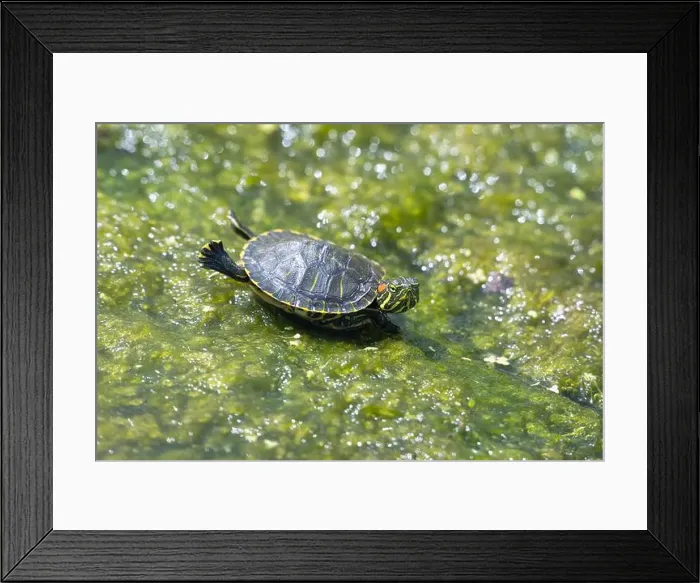 Framed Print : The red-eared slider or red-eared terrapin (Trachemys scripta elegans), Galveston, TX Framed Print : The red-eared slider or red-eared terrapin (Trachemys scripta elegans), Galveston, TX