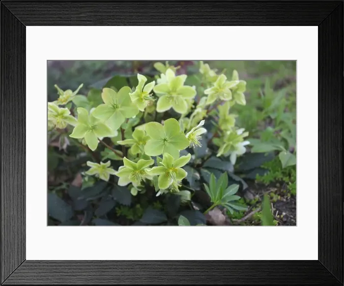 Framed Print : Light green and yellow Hellebore flowers growing in a garden Framed Print : Light green and yellow Hellebore flowers growing in a garden
