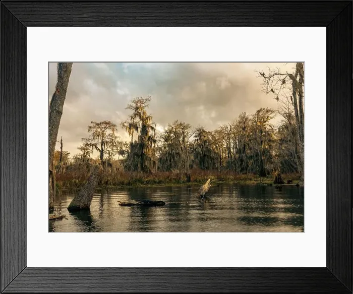Framed Print : Swamp tour on a boat near Lafayette, Luisiana Framed Print : Swamp tour on a boat near Lafayette, Luisiana