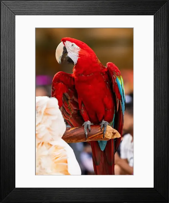 Framed Print : Photography of a exotic bird in South Florida USA Framed Print : Photography of a exotic bird in South Florida USA