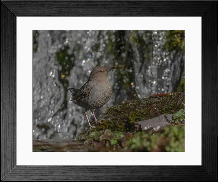 Framed Print : American Dipper (Cinclus mexicanus) standing on a rock near a waterfall Framed Print : American Dipper (Cinclus mexicanus) standing on a rock near a waterfall