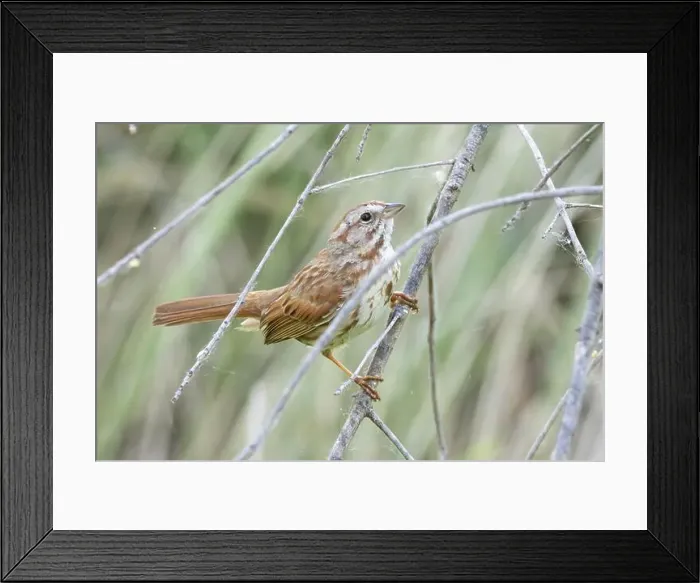 Framed Print : A Song Sparrow in Arizona Framed Print : A Song Sparrow in Arizona