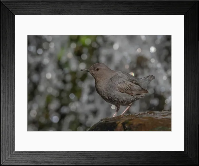Framed Print : American Dipper (Cinclus mexicanus) standing on a rock near a waterfall Framed Print : American Dipper (Cinclus mexicanus) standing on a rock near a waterfall
