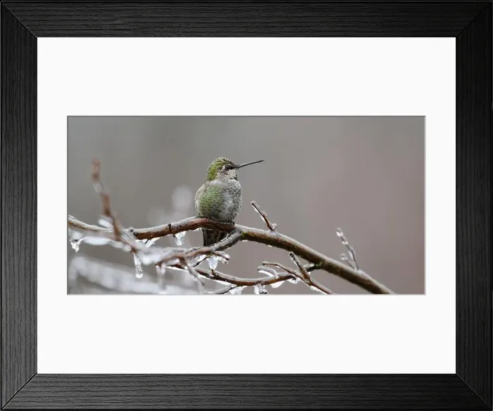 Framed Print : Wild annas hummingbird on ice coated branch in winter looking to side in the Snoqualmie Valley of Washington State Framed Print : Wild annas hummingbird on ice coated branch in winter looking to side in the Snoqualmie Valley of Washington State