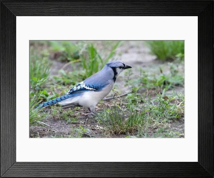 Framed Print : Blue jay (Cyanocitta cristata), Houston, Texas Framed Print : Blue jay (Cyanocitta cristata), Houston, Texas