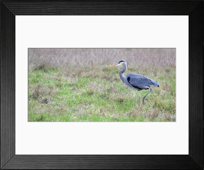 Framed Print : Great blue heron bird moving into open space with foot raised in profile with orange beak Framed Print : Great blue heron bird moving into open space with foot raised in profile with orange beak