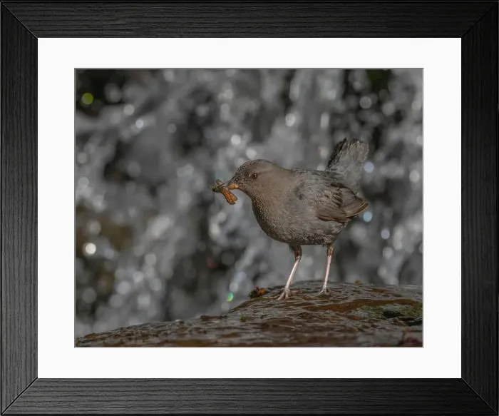Framed Print : An adult American Dipper standing near a waterfall bringing aquatic invertebrates to nestlings behind the waterfall Framed Print : An adult American Dipper standing near a waterfall bringing aquatic invertebrates to nestlings behind the waterfall