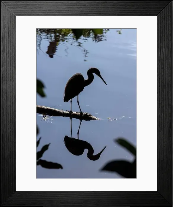 Framed Print : Silhouette of a tricolored heron (Egretta tricolor) - Wakodahatchee Wetlands, Delray Beach, Florida, USA Framed Print : Silhouette of a tricolored heron (Egretta tricolor) - Wakodahatchee Wetlands, Delray Beach, Florida, USA