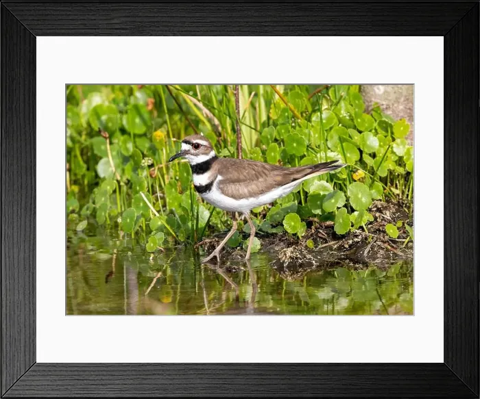 Framed Print : Killdeer (Charadrius vociferus) - Wakodahatchee Wetlands, Delray Beach, Florida, USA