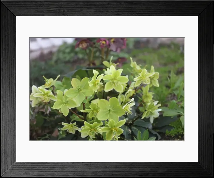 Framed Print : Light green and yellow Hellebore flowers growing in a garden Framed Print : Light green and yellow Hellebore flowers growing in a garden