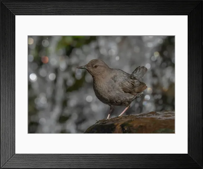 Framed Print : American Dipper (Cinclus mexicanus) standing on a rock near a waterfall Framed Print : American Dipper (Cinclus mexicanus) standing on a rock near a waterfall