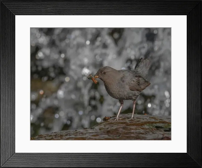 Framed Print : An adult American Dipper standing near a waterfall bringing aquatic invertebrates to nestlings behind the waterfall Framed Print : An adult American Dipper standing near a waterfall bringing aquatic invertebrates to nestlings behind the waterfall