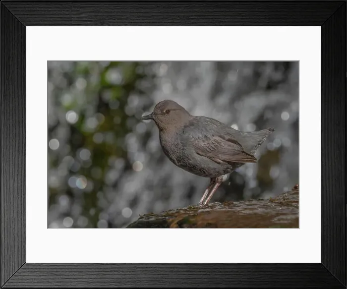 Framed Print : American Dipper (Cinclus mexicanus) standing on a rock near a waterfall Framed Print : American Dipper (Cinclus mexicanus) standing on a rock near a waterfall