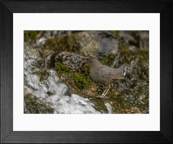 Framed Print : An adult American Dipper standing near a waterfall bringing aquatic invertebrates to nestlings behind the waterfall Framed Print : An adult American Dipper standing near a waterfall bringing aquatic invertebrates to nestlings behind the waterfall