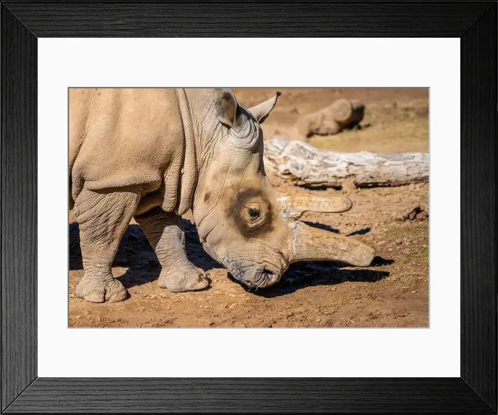 Framed Print : A Southern White Rhinoceros in Tucson, Arizona