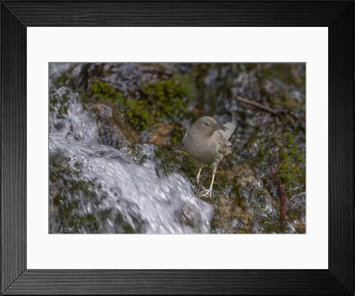 Framed Print : An adult American Dipper standing in a stream of water bringing aquatic invertebrates to nestlings behind a waterfall Framed Print : An adult American Dipper standing in a stream of water bringing aquatic invertebrates to nestlings behind a waterfall