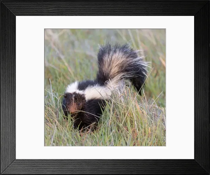 Framed Print : Alert Muddy-faced Striped Skunk. Monte Bello Open Space Preserve, Santa Clara County, California, USA Framed Print : Alert Muddy-faced Striped Skunk. Monte Bello Open Space Preserve, Santa Clara County, California, USA