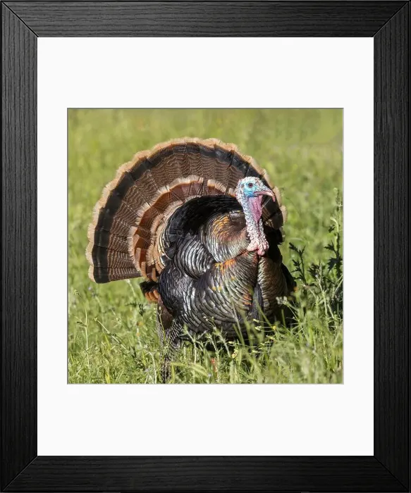 Framed Print : Male (Tom) Wild Turkey Strutting and Displaying. Los Altos Hills, Santa Clara County, California, USA Framed Print : Male (Tom) Wild Turkey Strutting and Displaying. Los Altos Hills, Santa Clara County, California, USA